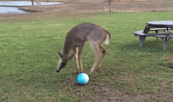 Adorable Baby Deer Just Can't Figure Out How To Play With A Ball (VIDEO)