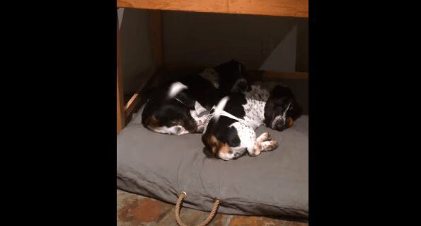 Adorable Basset Hounds Are Champions At Synchronized Dog Tail Wagging (VIDEO)