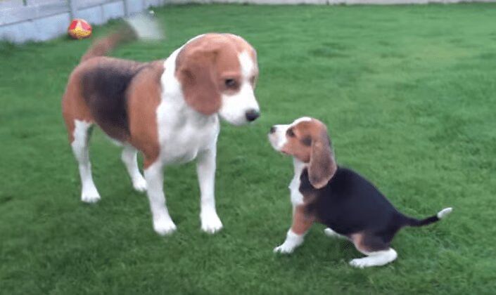 Adorable Beagle Meets Baby Sister Puppy For First Time - So Sweet! (VIDEO)