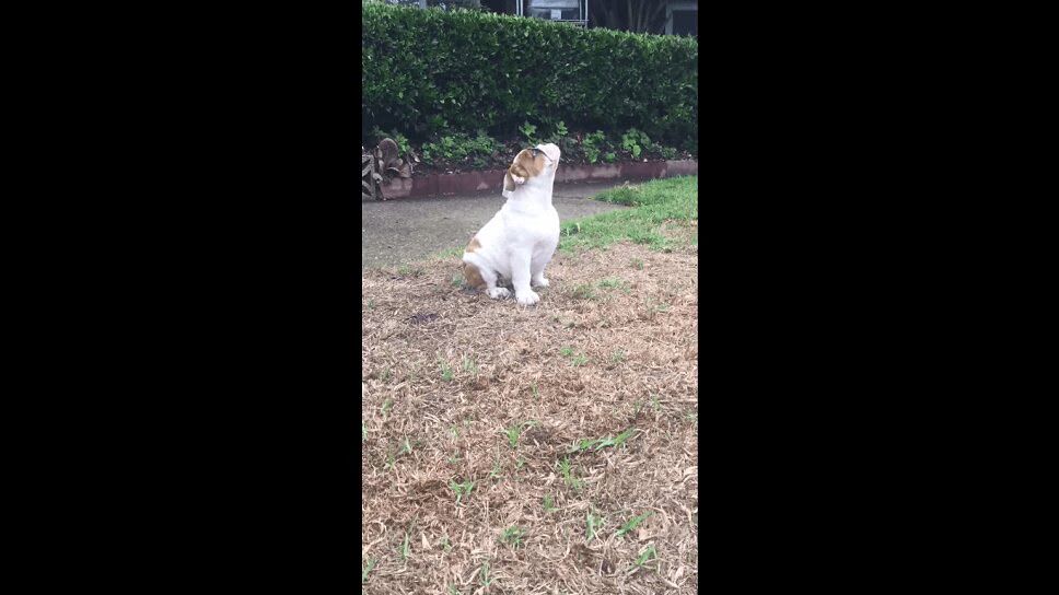 Adorable Bulldog Puppy Experiences Rain for the Very First Time (VIDEO)