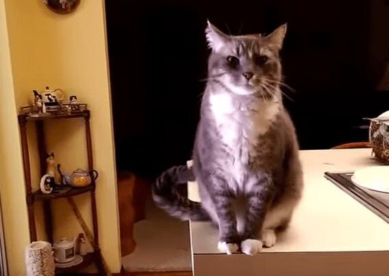 Adorable Cat Is A Proper Gentleman (VIDEO)