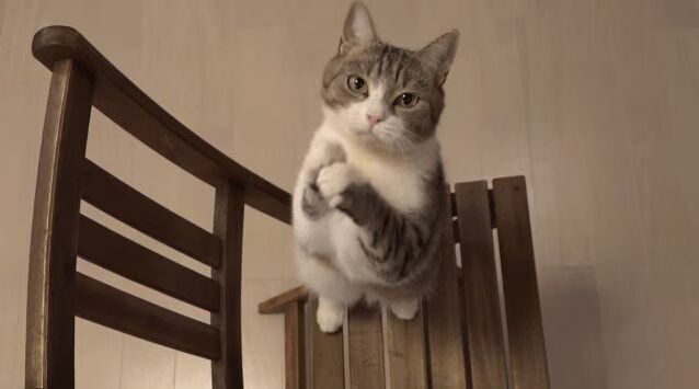 Adorable Cats Begging For Food (VIDEO)