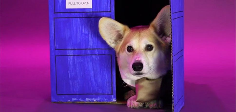 Adorable 'Doctor Who' Corgi Is Here to Brighten Your Wednesday! (VIDEO)