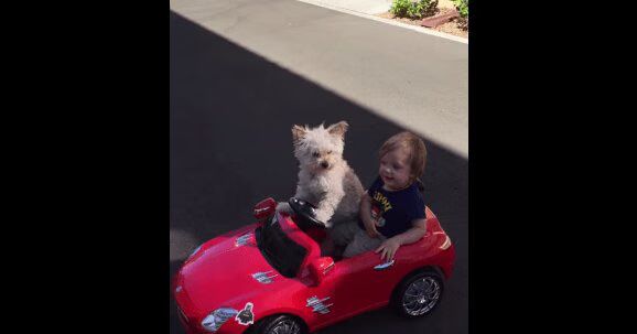 Adorable Dog Drives Boy In Car In 'Daisy Driving Oliver' (VIDEO)
