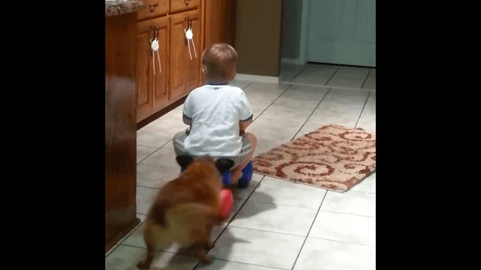 Adorable Dog Retrieves His Boy, Makes Fetch Happen (VIDEO)