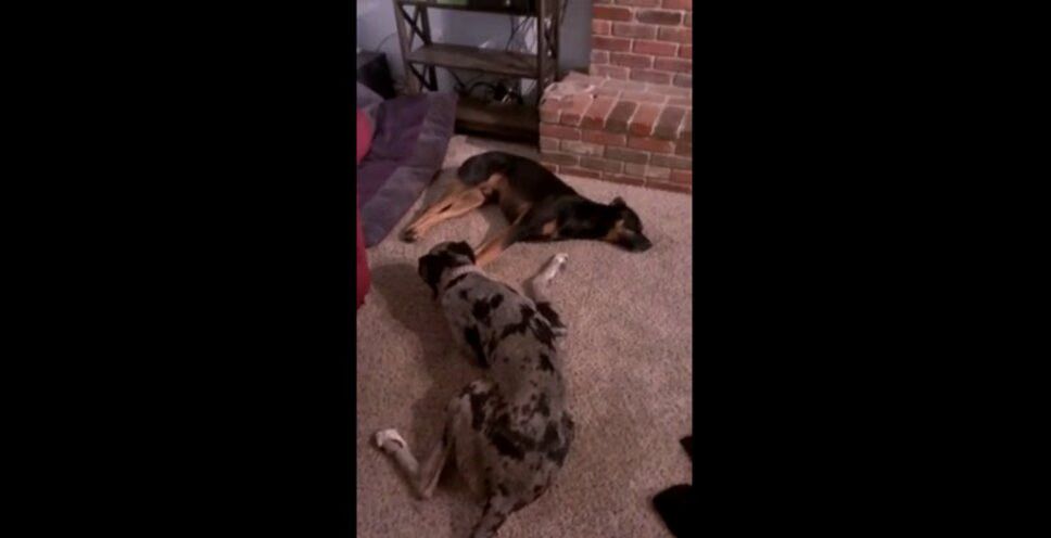 Adorable Great Dane Just Wants Some Love From Her Doberman Pal (VIDEO)