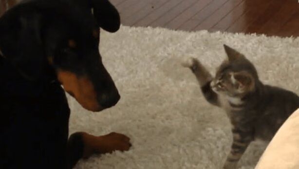 Adorable Kitten Challenges Giant Dog To Fight (VIDEO)