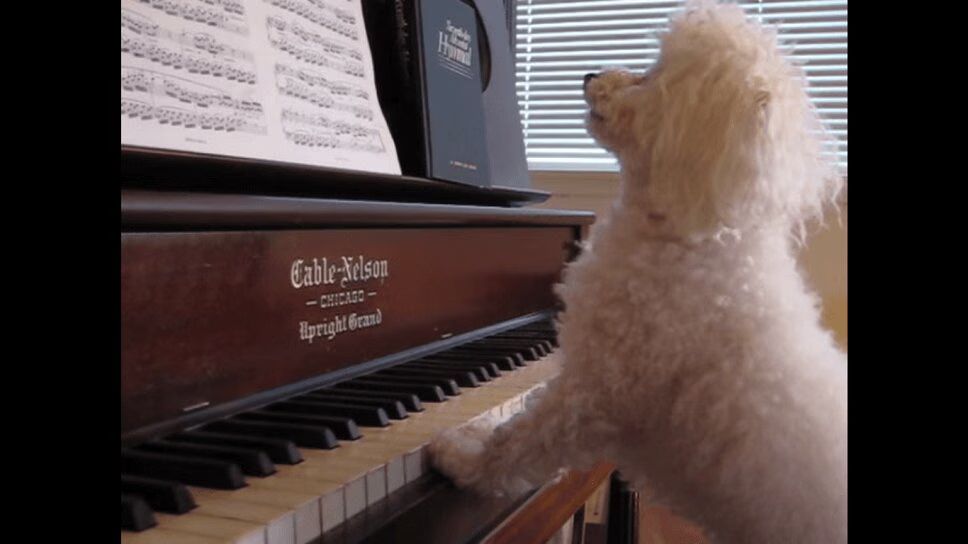 Adorable Puppy Gives Keyboard Cat a Run For His Money (VIDEO)