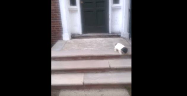 Adorable Puppy Would Rather Jump Into The Bush Then Go Down Stairs (VIDEO)