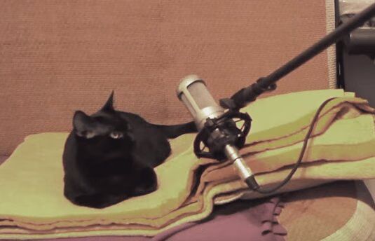 Adorable Singing Cat Records First Single (VIDEO)