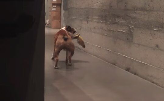 Adrobable Bulldog Dances The Moonwalk (VIDEO)