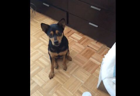 Amazing Dog Is The Paw That Rocks The Baby Cradle (VIDEO)