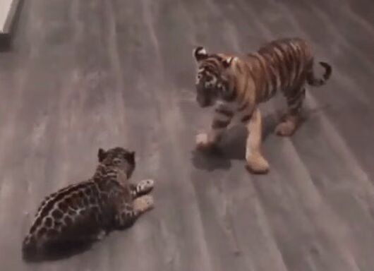 Baby Jaguar Meets Baby Tiger - So Cute! (VIDEO)
