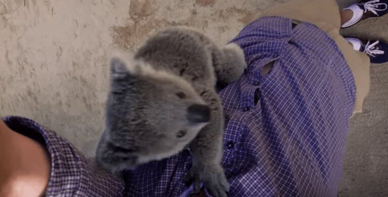 Baby Koala Cuddles Video - Adorable!