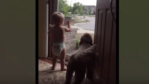 Baby and Dog Greet Dad In Most Adorable Way Possible (VIDEO)