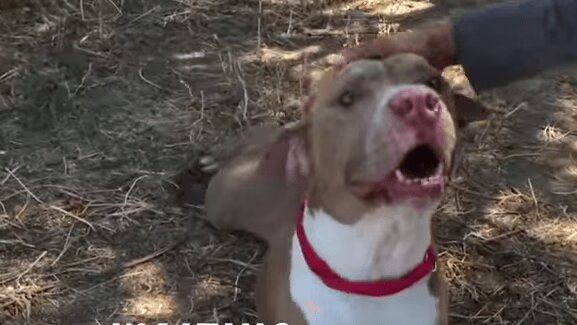 Best of 'Dogs Finding Out They Were Adopted' Compilation Video