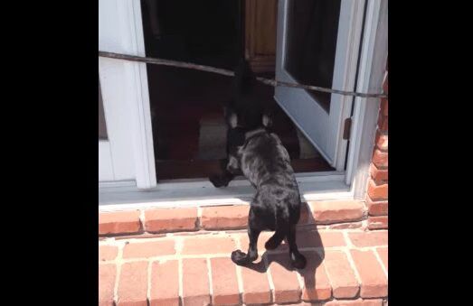 Best of 'Dogs With Big Sticks Vs. Little Door' Video Compilation - Hilarious