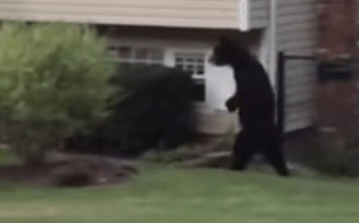 Bi-Pedal Bear Is Back In New Jersey and We Are Rooting For Him (VIDEO)
