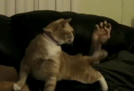 Cat Gets The Greatest Back Scratch Of All Time (VIDEO)