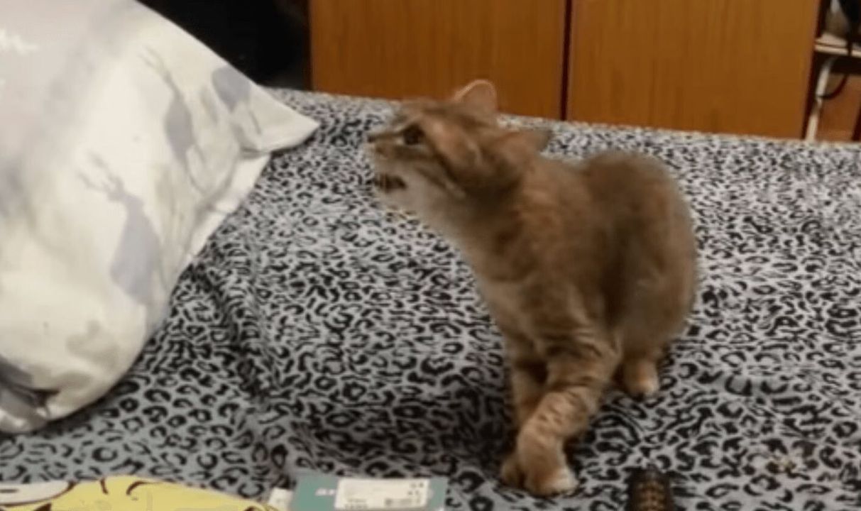 Cat Levitates Another With A Sneeze - Hilarious! (
