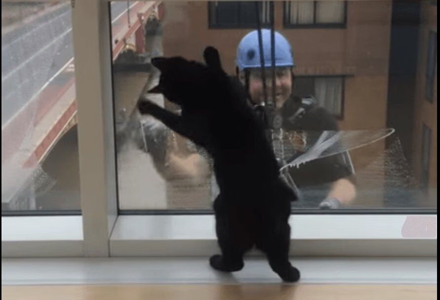 Cat Loves Playing With Its Best Friend- The Window Washer 20 Stories High (VIDEO)