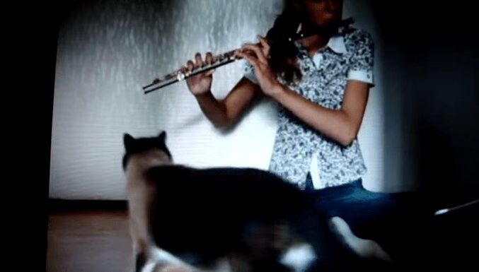 Cat Really Hates Flute Music - Hilarious (VIDEO)