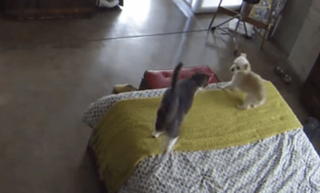 Cat Shuts Up Dog - Hysterical! (VIDEO)