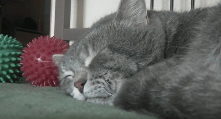 Cat Sounds Like a Baby Sleeping - So Adorable! (VIDEO)