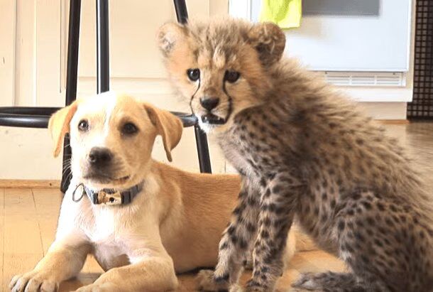 Cheetah Cub and Puppy Are instant BFFs (VIDEO)