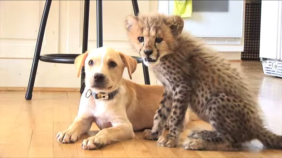 Cheetah Cub and Puppy Are the World's Most Adorable BFFs! (VIDEO)