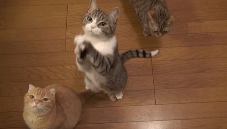 Cute Cat Taro-chan Begs For One More! (VIDEO)