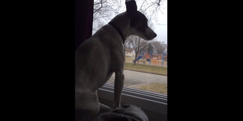 Cute Jack Russell Terrier Hears Siren, Serves Up His Best Impression (VIDEO)