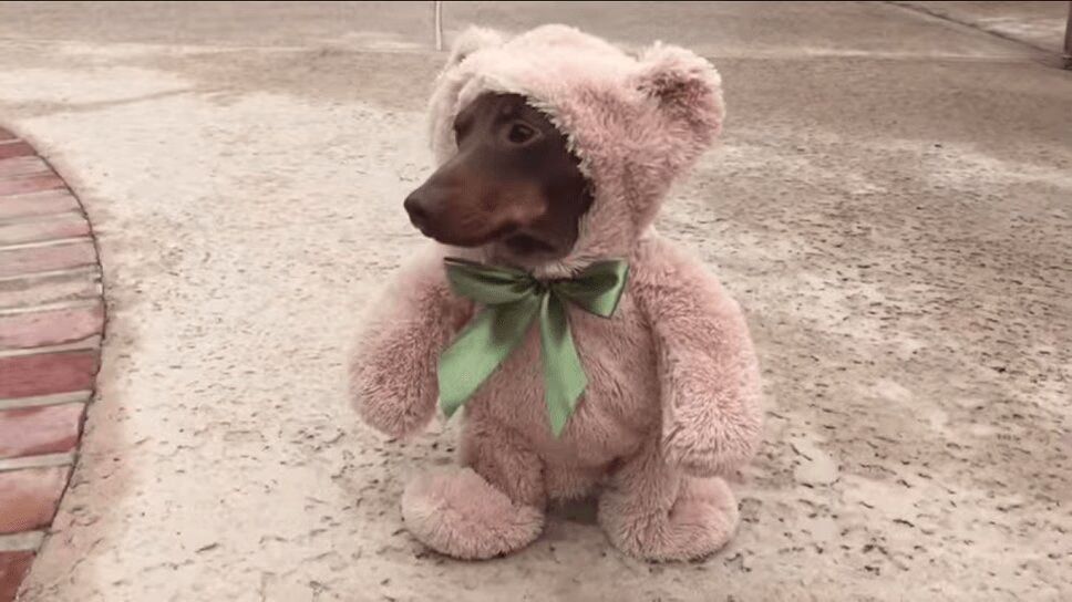 Darling Dachshund Is More Treat Than Trick In Adorable Halloween Costume (VIDEO)