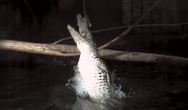 Deadly Animal Attacks In Slow Motion (VIDEO)