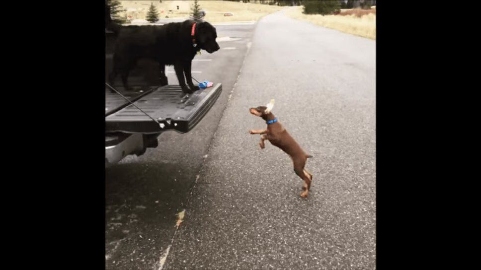 Doberman Puppy Wants To Be Just Like His Big Brother - Cutest Fail Ever! (VIDEO)