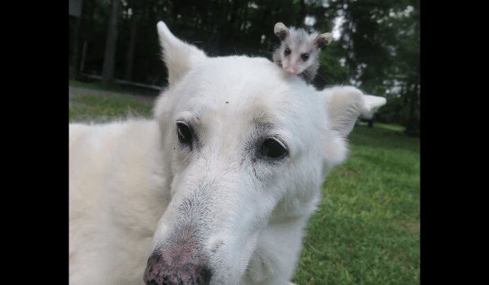 Dog Adopts Baby Opossum And They Are Now Inseparable (VIDEO)