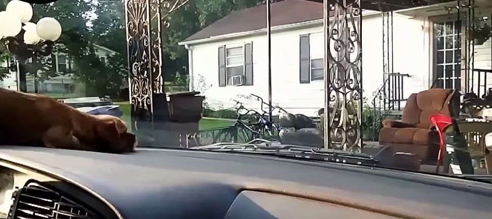 Dogs vs. Windshield Wipers Is the Cutest Battle of the Week (VIDEO)