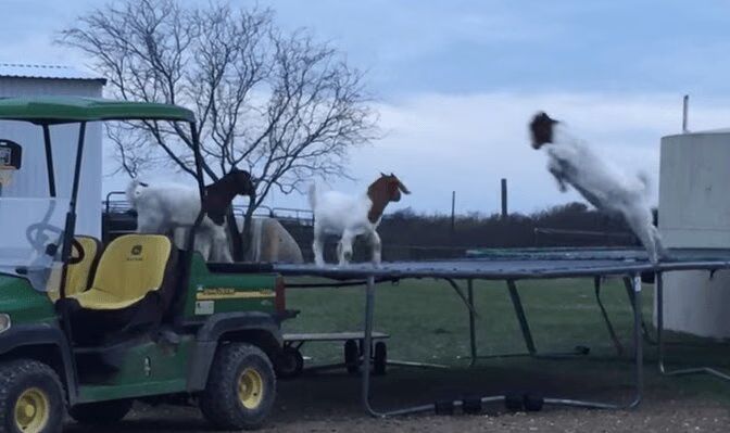 Goats Jumping On A Farmer's Trampoline - Hilarious (VIDEO