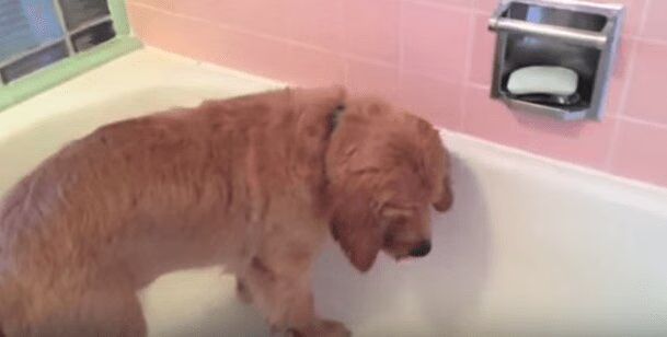 Golden Retriever Takes Daily Baths... By Himself! (VIDEO)