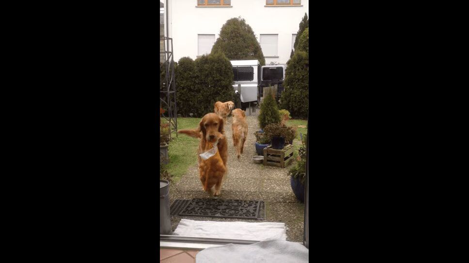 Grocery-Fetching Golden Retrievers Just Wanna Help Mom! (VIDEO)