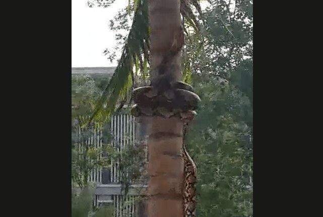 Horrifying Video Of Anaconda Climbing A Tree