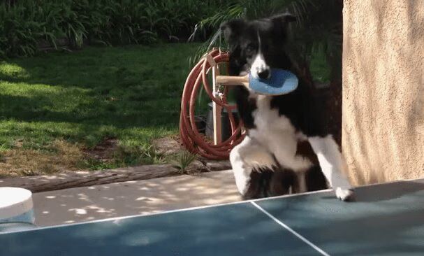 Incredible Dog Plays Ping Pong (VIDEO)