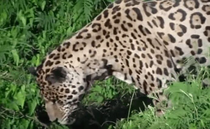 Jaguar Snags Crocodile For Lunch (VIDEO)