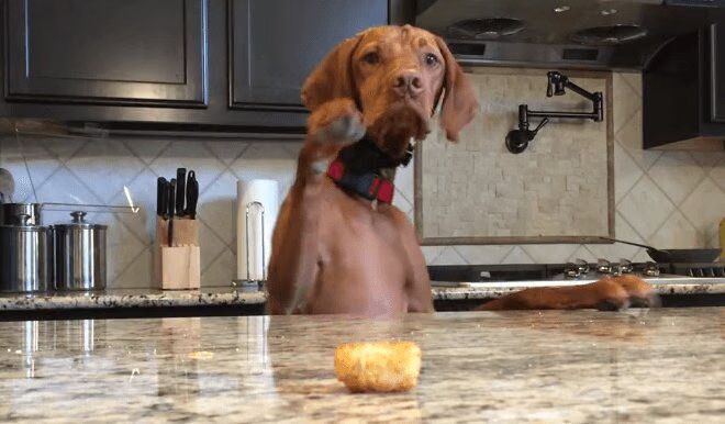 Keep Reaching For Your Dreams Like This Adorable Vizsla Dog (VIDEO)