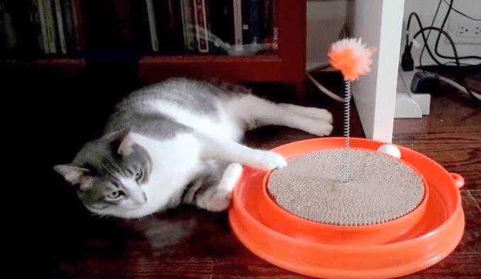 Lazy Cat Loves To Play... Without Moving! (VIDEO)
