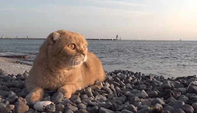 Maru The Cat Jumps Into The Sea - Noooo! (VIDEO)