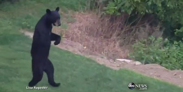 Petition To Capture Bi-Pedal Bear Reaches 91K+ Supporters
