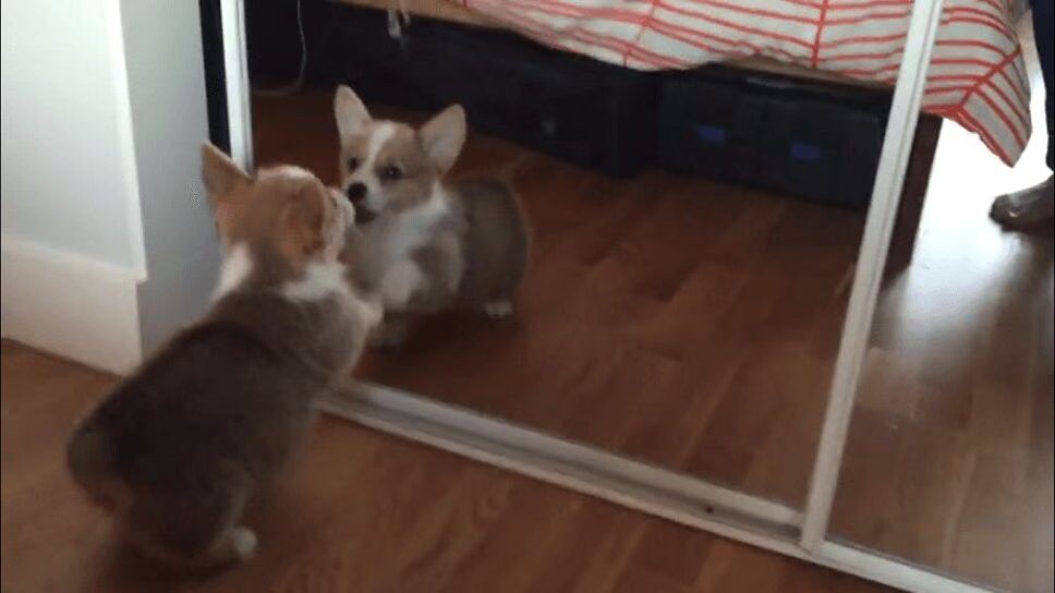 Precious Corgi Puppy Doesn't Understand Mirrors (VIDEO)