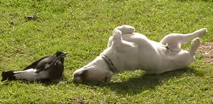 Puppy Playing With His Bird Is So Precious! (VIDEO)