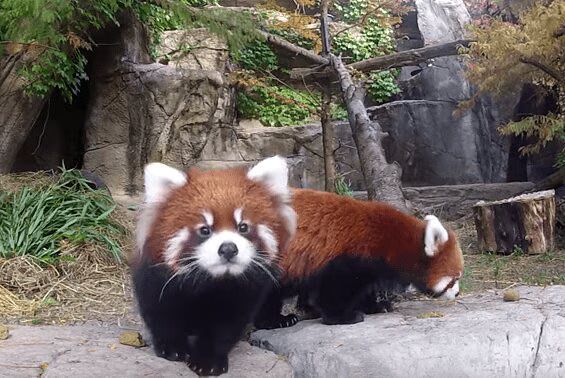 Red Panda Cubs Make Chicago Zoo Debut - OMG Too Cute VIDEO